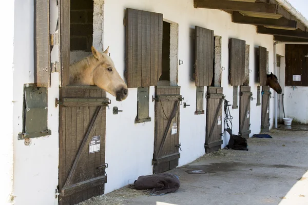 Cavallo pony marrone indoor — Foto Stock