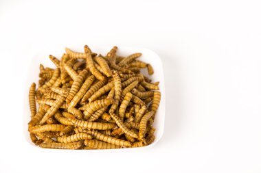 Kızarmış böcekler Molitors, Protein zengin yiyecek