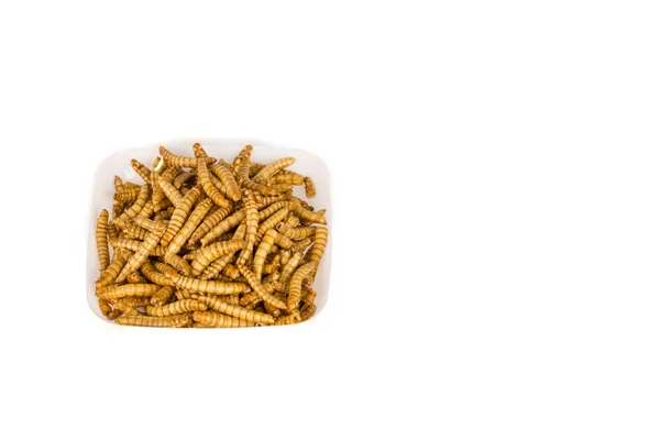 Stekta insekter Molitors, Protein rika livsmedel — Stockfoto