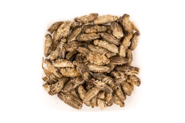 Fried cırcır böcekleri