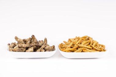 Fried cırcır molitors çekirge böcekler