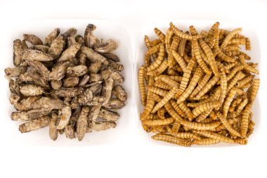 Fried crickets molitors locusts insects clipart