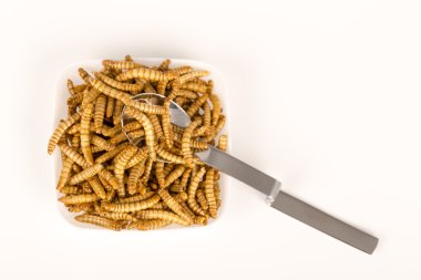 Kızarmış böcekler Molitors, Protein zengin yiyecek