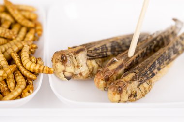 Fried cırcır molitors çekirge böcekler