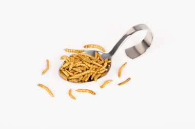 Kızarmış böcekler Molitors, Protein zengin yiyecek