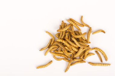 Kızarmış böcekler Molitors, Protein zengin yiyecek