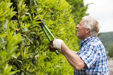 üst düzey kesme Çit Bahçe