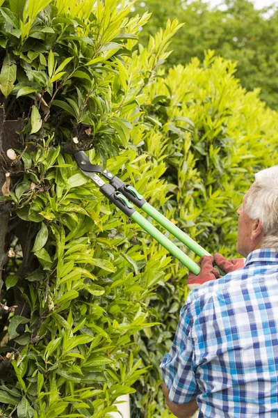 Giardino di siepi taglio senior — Foto Stock