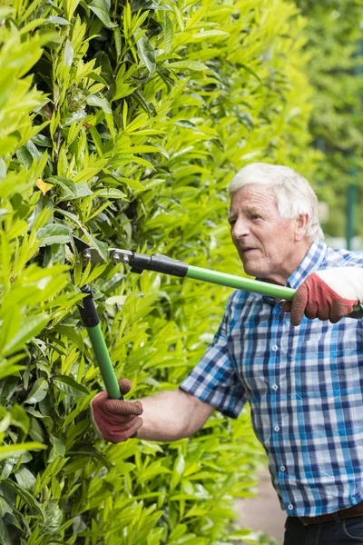 Senior gesneden hedge tuin — Stockfoto