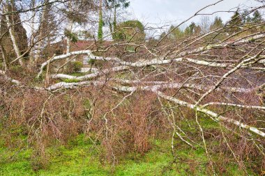 Güçlü kasırga ve kanat fırtınasından sonra bahçede beş büyük huş ağacı devrildi. Fransa 'daki sigorta şirketi Avrupa' da felaket