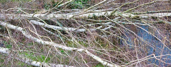 Großaufnahme Von Fünf Großen Birken Garten Nach Starkem Tornado Und — Stockfoto