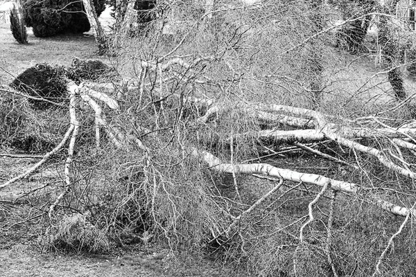 Close up of five big birch trees are downed in garden after strong tornado and wing storm. Disaster for insurance company in France Europe. Black and white picture