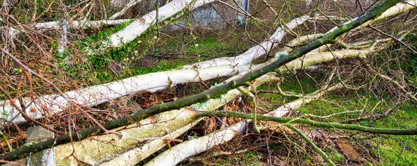 그루의 자작나무는 폭풍과 정원에서 쓰러졌다 프랑스의 회사를 재앙이었습니다 파노라마 — 스톡 사진
