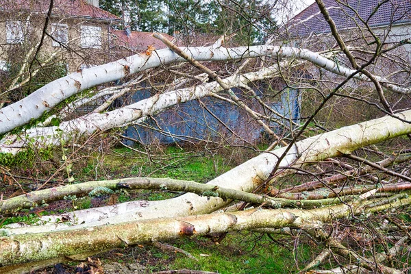 Großaufnahme Von Fünf Großen Birken Garten Nach Starkem Tornado Und — Stockfoto