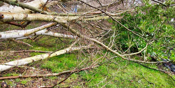 Five Big Birch Trees Downed Garden Strong Tornado Wing Storm — Stock Photo, Image