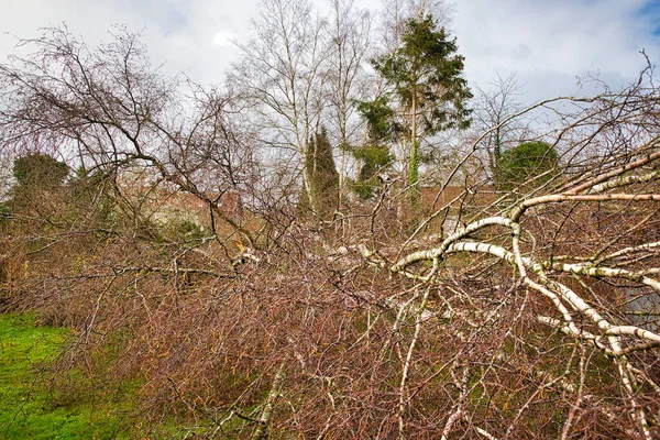 Großaufnahme Von Fünf Großen Birken Garten Nach Starkem Tornado Und — Stockfoto