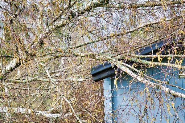 Nahaufnahme Fünf Große Birken Liegen Nach Starkem Tornado Und Flügelsturm — Stockfoto