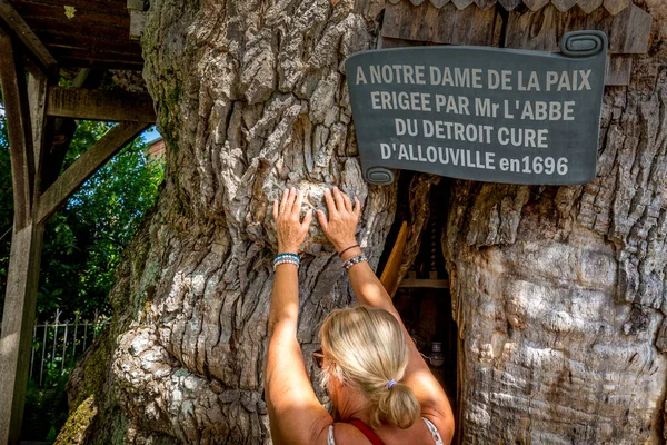 Allouville Bellefosse Francja Wrzesień Okólnik 2020 Najstarszy Dąb 1200 Letni — Zdjęcie stockowe