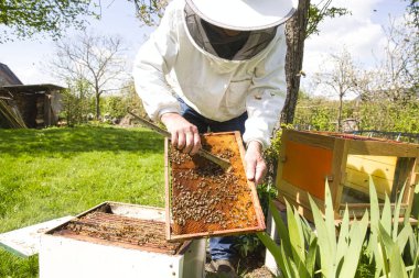 Arıcı, arı kolonisindeki kontrol durumu ve ahşap çerçeveli bal peteği üzerinde bir sürü aktivite arıyor. Yatılı işçilerle çerçeve, ölü arıları aramak, genişlemiş kuluçka, başarısız koloni. Bir kraliçenin yerini tespit etmek, sağlık ve hastalıkları kontrol etmek için..