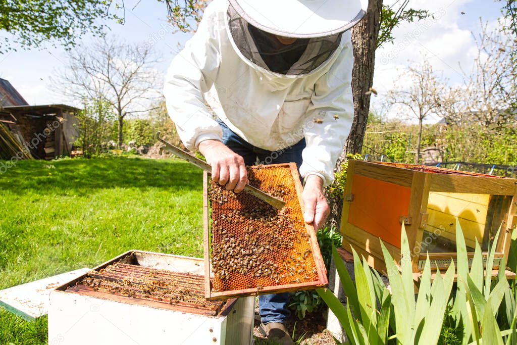 Beekeeper is looking swarm activity over honeycomb on wooden frame, control situation in bee colony. Frame with foundation with laying workers, looking for dead brood bees, expanded brood, failed colony. To locate a queen, to check health, disease.