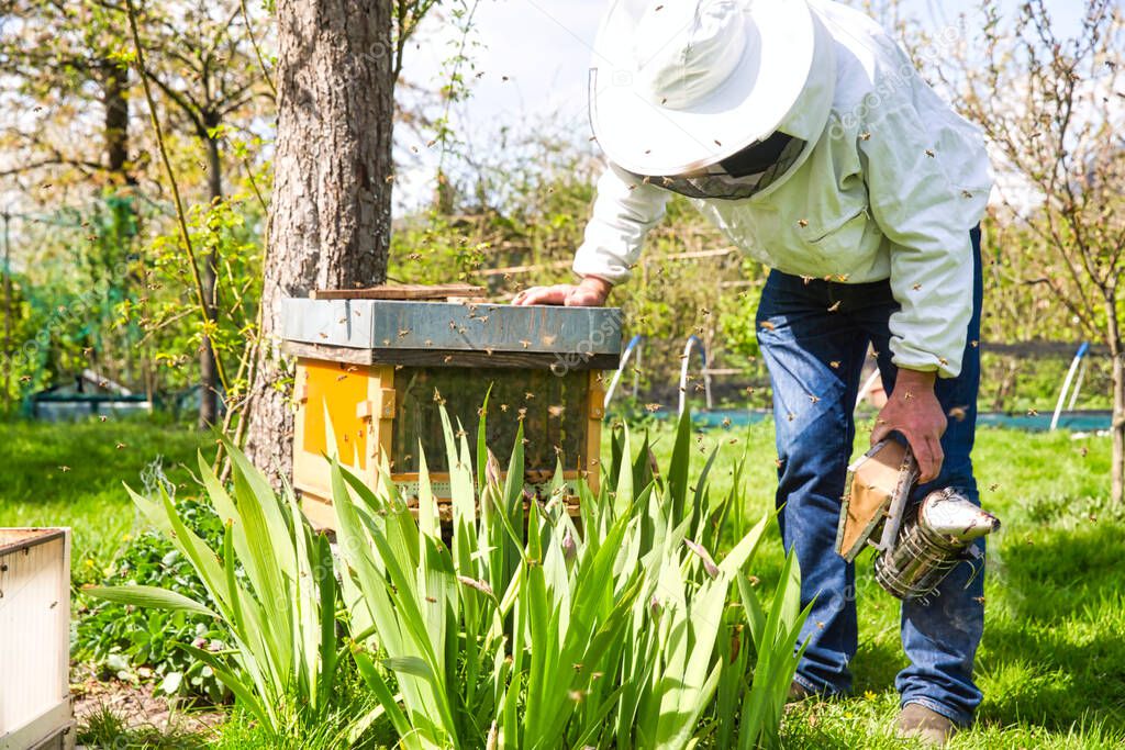 The beekeeper looks at the bee in box in the apiary. Extracting honey from the behive. To hive a swarm, to make increase from a colony, make up a nucleus, rearing, rotating brood, to run a bee-yard,to split a hive, checking the spring build-up. Authe