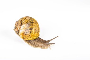 Beyaz arka planda kahverengi salyangoz. Moda kozmetik ürünleri ve salyangoz sümüğüyle yapılan tedavilerde kullanılmak üzere..