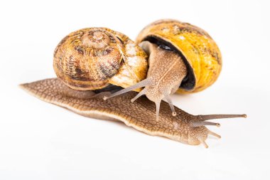 Üreme zamanında beyaz arka planda iki büyük kahverengi salyangoz.