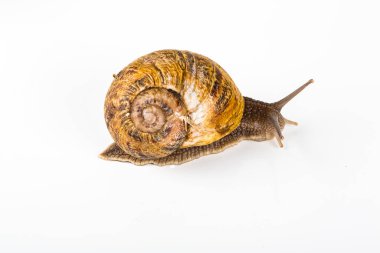 Beyaz arka planda kahverengi salyangoz. Moda kozmetik ürünleri ve salyangoz sümüğüyle yapılan tedavilerde kullanılmak üzere..