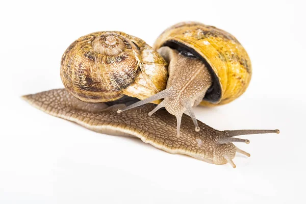 Üreme zamanında beyaz arka planda iki büyük kahverengi salyangoz.