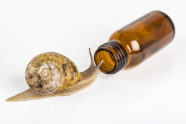 Cosmetics Organic Made Slaver Snail Very Good Skin Health Fashion — Stock Photo, Image