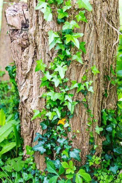 Hera Árvore Desastre Para Plantas Necessidade Jardinagem Tirar — Fotografia de Stock