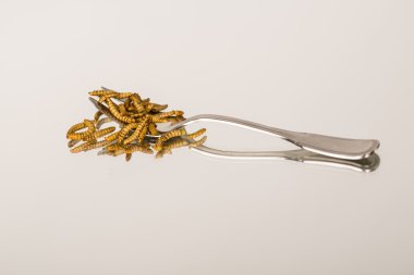 Kızarmış böcekler, molitors