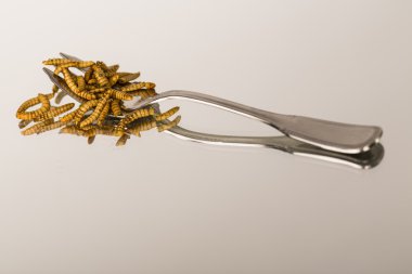 Kızarmış böcekler, molitors