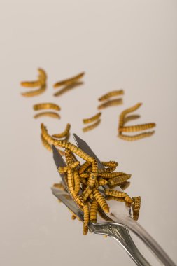 Kızarmış böcekler, molitors