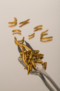 Kızarmış böcekler, molitors