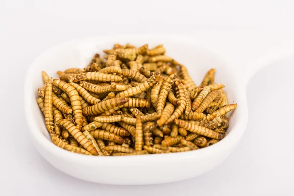 Insectos fritos, molestos — Foto de Stock