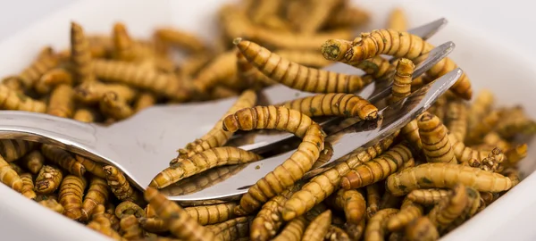 Fried insects, molitors