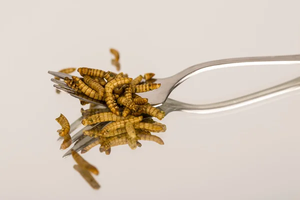 Stekta insekter, molitors — Stockfoto