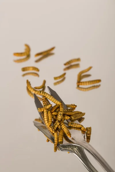 Sült rovarokat, molitors — Stock Fotó