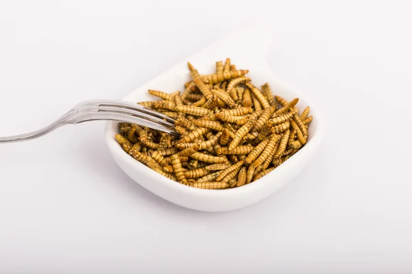 Kızarmış böcekler, molitors