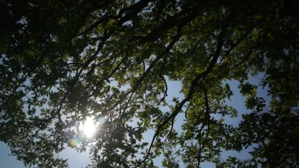 Снизу вид на солнце сквозь зеленые листья — стоковое видео