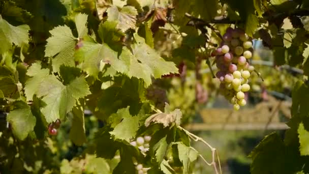 Des grappes de raisins suspendues dans le vignoble . — Video