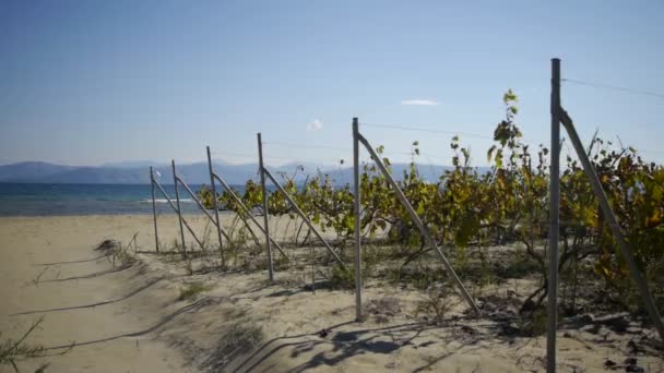 Viñedo en la orilla del mar — Vídeo de stock