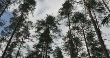 çam ormanı rüzgardan sways