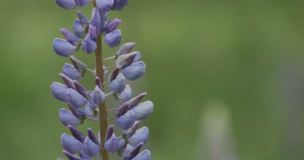 Blooming lupines in a forest — Stock Video