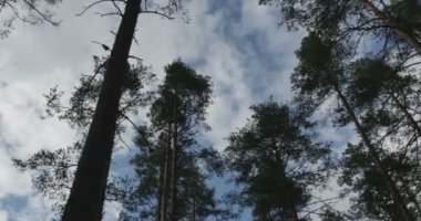 çam ormanı rüzgardan sways