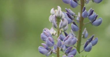 bir ormandaki çiçek açan lupines