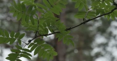 Şube rüzgarda sways