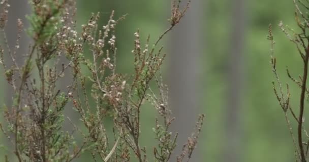 V létě lesní Heather kymácí ve větru — Stock video