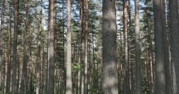 Çam ormanı rüzgardan sways — Stok video